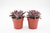Ikhebeencactus | Kalanchoe "Pink Butterflies" | unieke vetplant | Set van 2 stuks | 8,5 cm