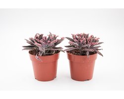Ikhebeencactus | Kalanchoe "Pink Butterflies" | unieke vetplant | Set van 2 stuks | 8,5 cm