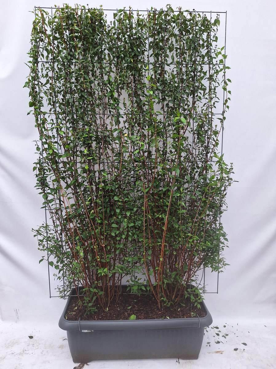 Green Harmony| Philadelphus 'Lemoinei' - Boerenjasmijn - Kant-en-Klaar Haag - 120 x 180 cm