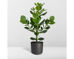 Varkensboom binnen | Clusia rosea Princess | Autograafboom - 60cm - Ø17cm
