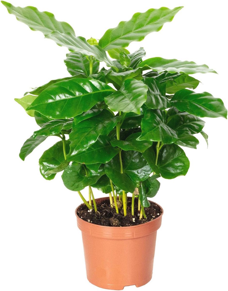 Onderhoudsvriendelijke Koffieplant - Coffea Arabica – Hoogte 15-20 cm, Pot Ø 9 cm