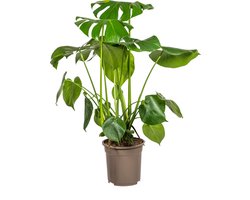 Monstera Deliciosa Tauerii - Ø21cm - 70-80cm hoog - Kamerplant - Groenblijvend