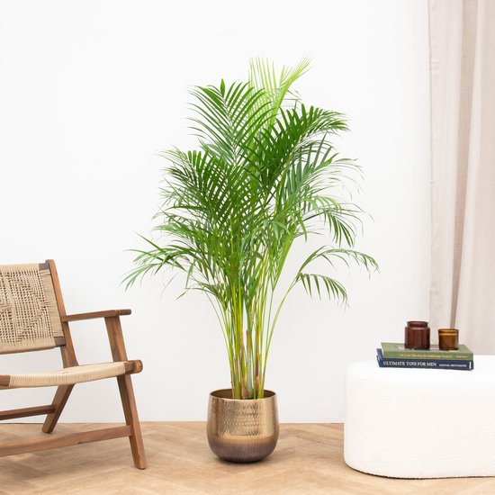 Areca palm - 170cm