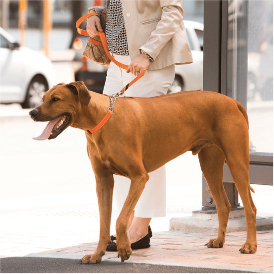 Rogz For Dogs Fanbelt Choker Noir 20 mmx34-56 cm