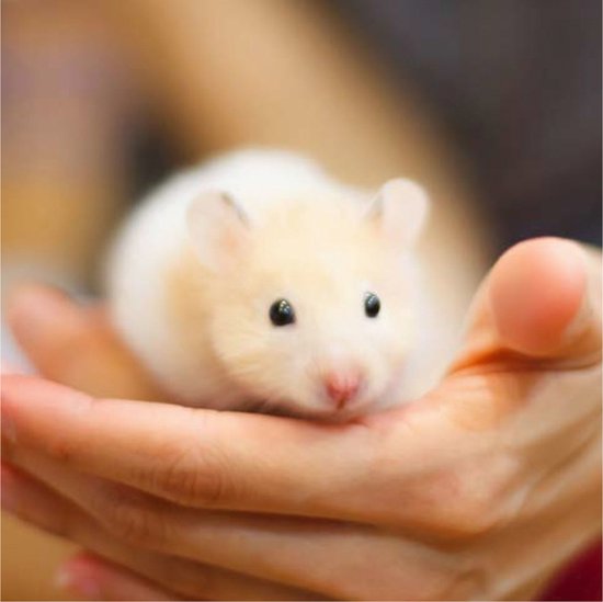 Xtravital Care+ Hamstervoer - 700 gr