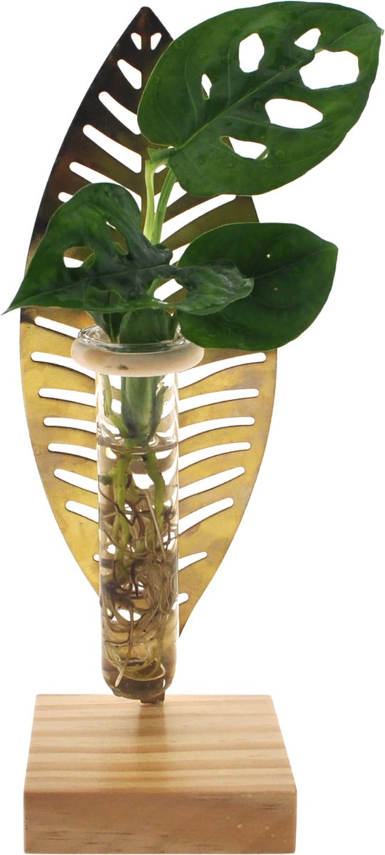 Verona | Hydroponie |Monstera Adansonii
