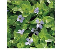 Moerings Bacopa Caroliniana | Grote Bacopa | In 11x11CM Mand
