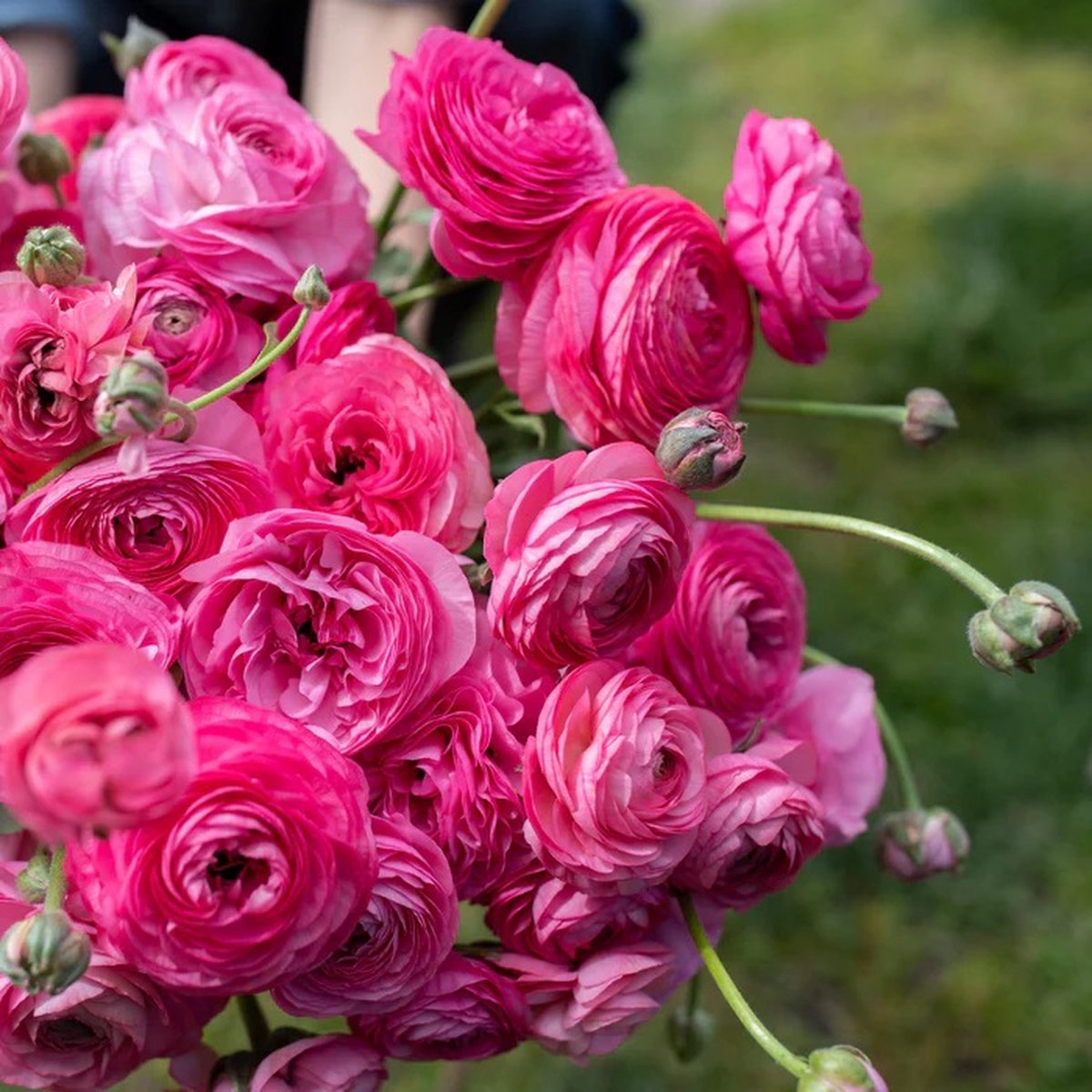 Ranunculus Amandine Pink | 10 stuks | Ranonkels