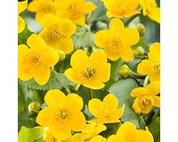 Moerings Caltha Palustris | Dotterbloem | In 18CM Mand Kant en Klaar