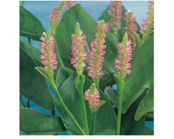 Moerings Pontederia Cordata Pink Pons | Snoekkruid Rose | In 9CM pot
