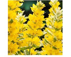 Moerings Lysimachia ‘Variegata’ (bont moeraswederik) | oeverplant voor vijverrand en border | in 9 cm pot