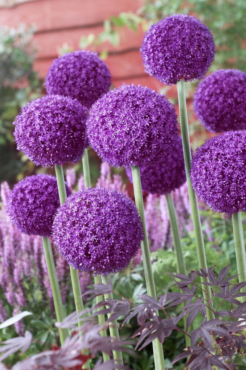 Allium Ambassador | 1 stuk(s) | Sierui | Alliumbol