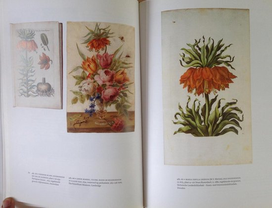 Een oranje keizerskroon bloem met groene bladeren, naast een prent van twee keizerskronen en een vrucht.