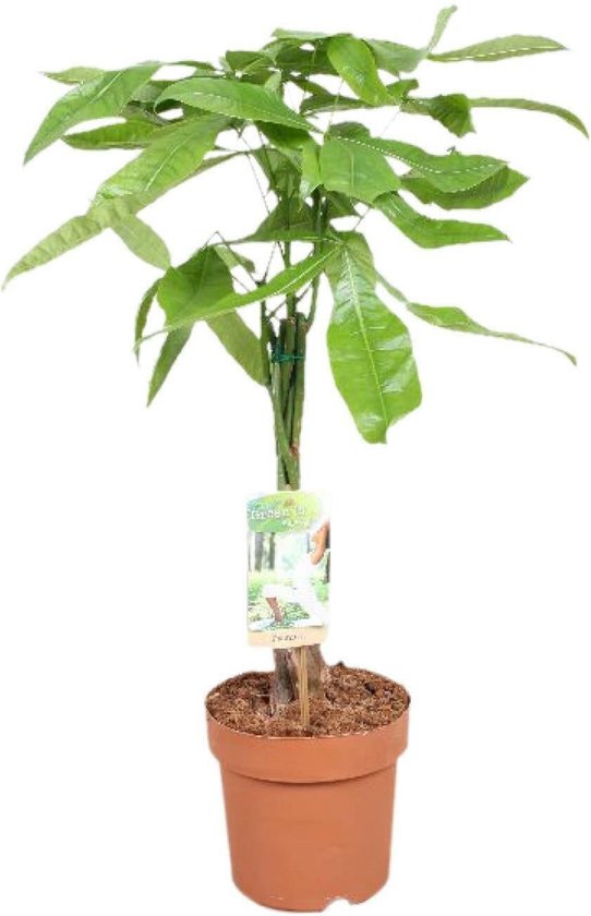 Pachira Aquatica - Geldboom -60cm -Ø17 Groene Kamerplant
