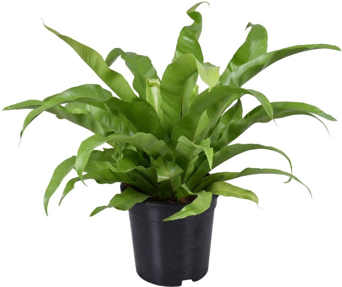 Asplenium Antiquum -45cm -Ø17 Groene Kamerplant