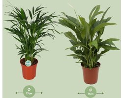 Set van 2 Luchtzuiverende Kamerplanten - Areca en Spathiphyllum -65cm -Ø17 Bloeiende Kamerplant -Sierplantenshop