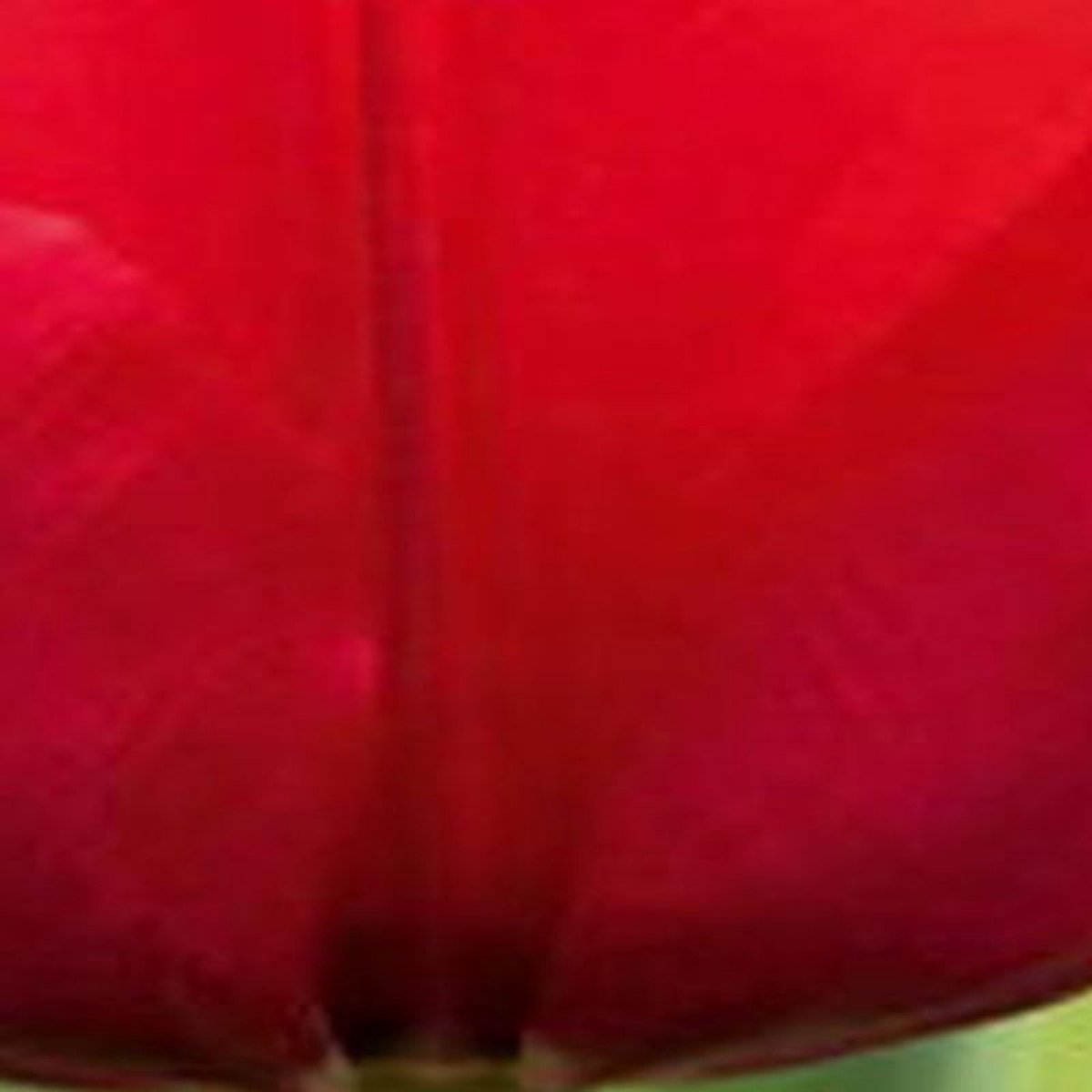 JUB - Tulipa ile de france