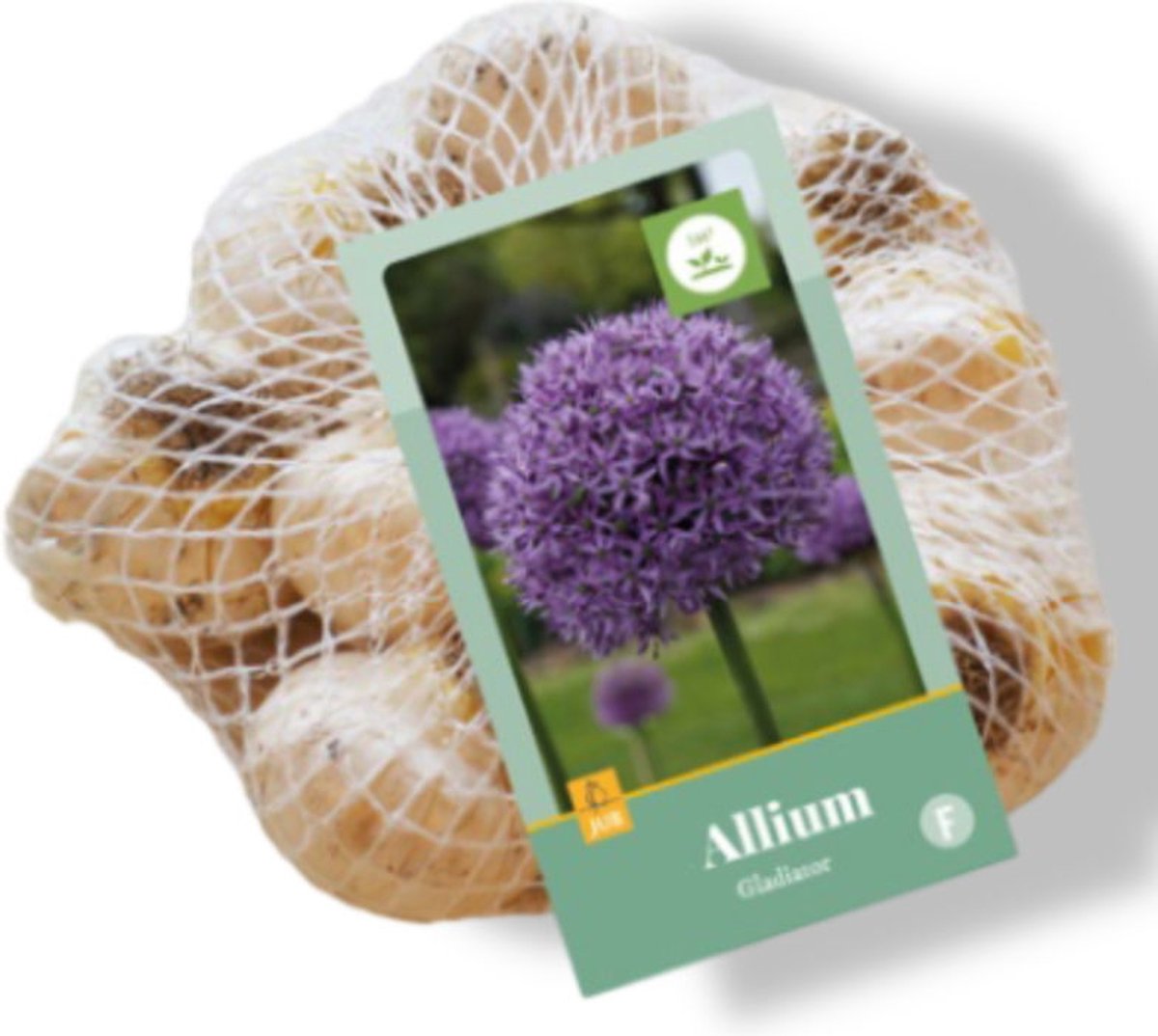 JUB - Allium Gladiator