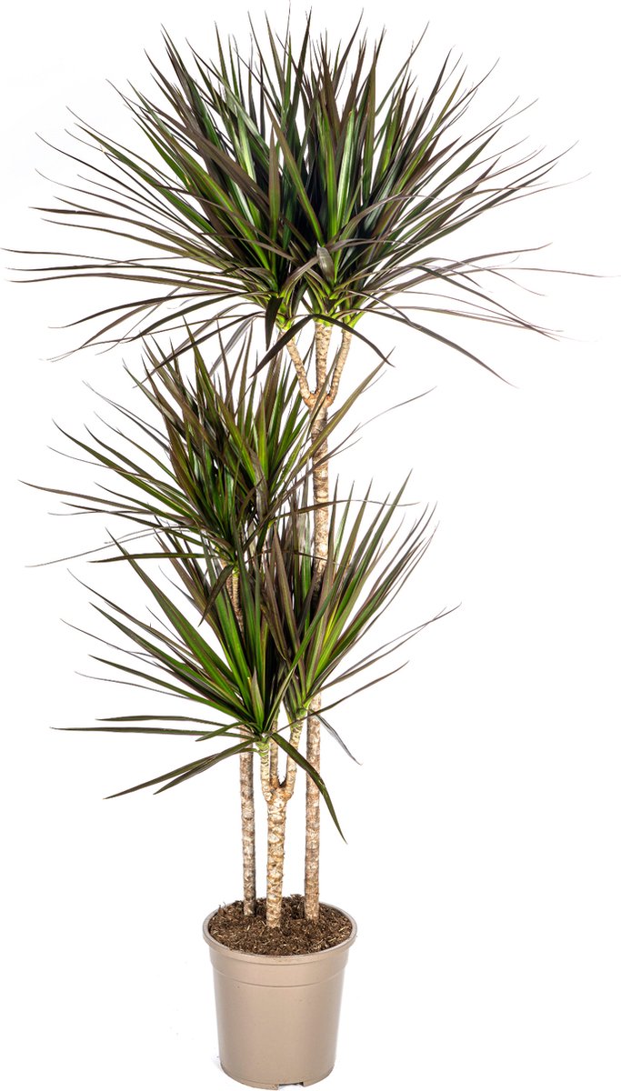Green Harmony | Dracaena Marginata Magenta Ø24cm - 140cm