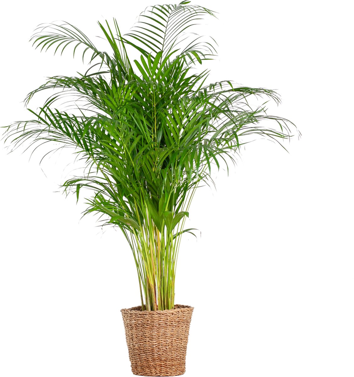 Green Harmony | Areca Palm (dypsis) XL with basket Torun - 120cm - Ø24