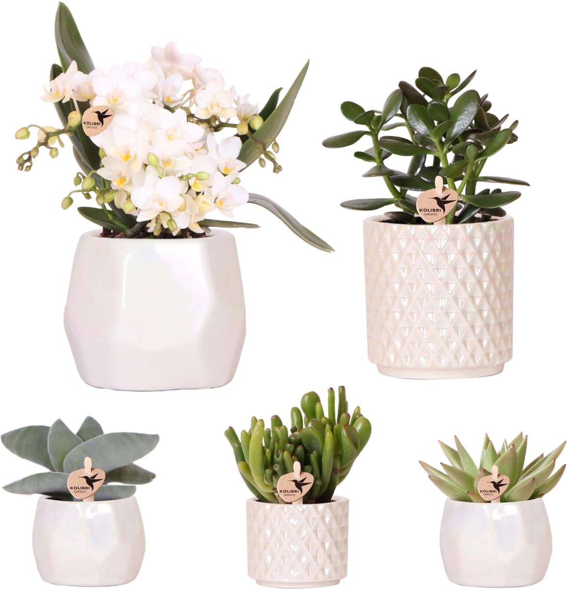 Green Harmony | Set planten + sierpotten voor tafelaankleding diner - potmaat Ø9cm & Ø6cm | bloeiende kamerplanten - vers van de kweker