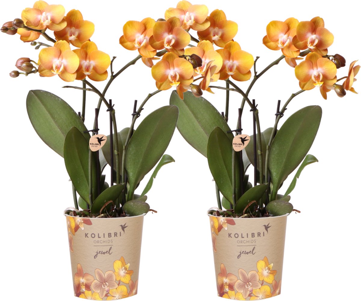Green Harmony | COMBI DEAL van 2 Phalaenopsis orchideeën - Las Vegas - potmaat Ø12cm | bloeiende kamerplant - vers van de kweker