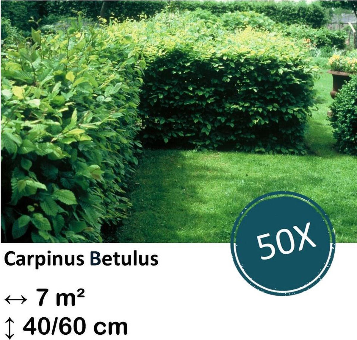 Green Harmony| Carpinus Betulus - Kale wortel