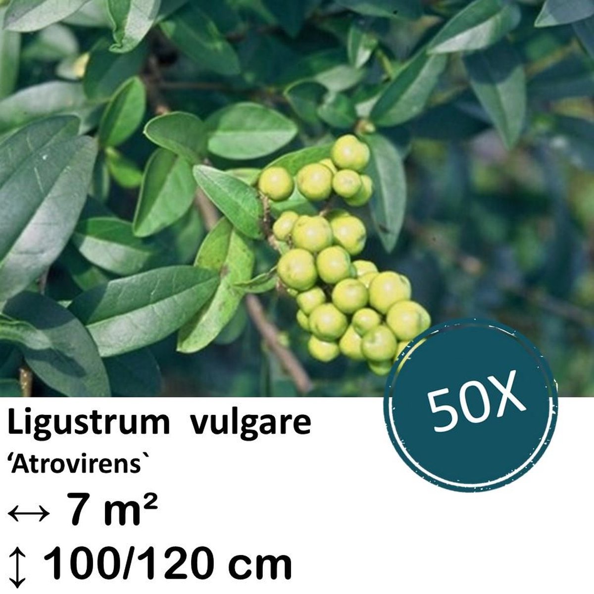 Green Harmony| Ligustrum vulgare 'Atrovirens` - kale wortel