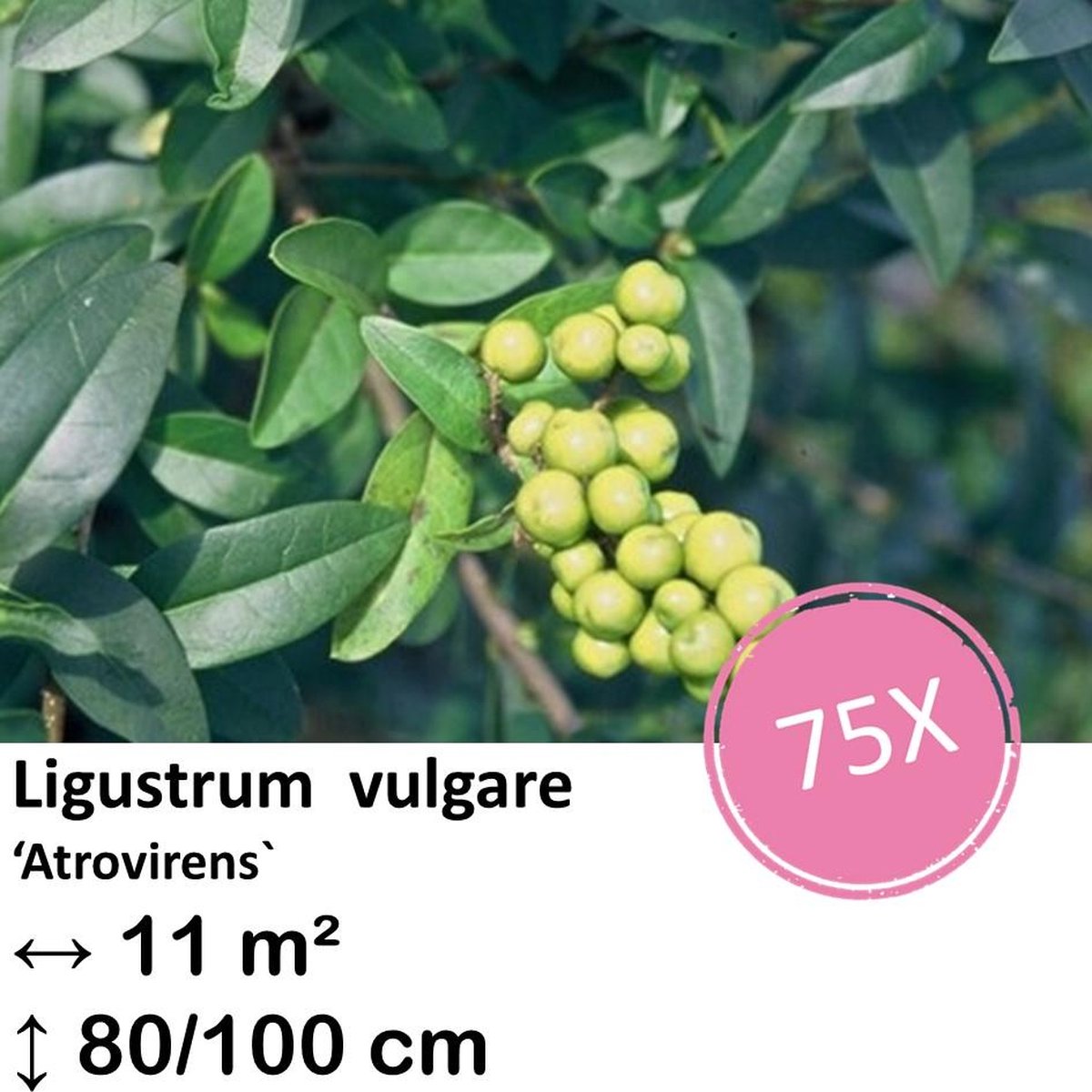 Green Harmony| Ligustrum vulgare 'Atrovirens` - kale wortel