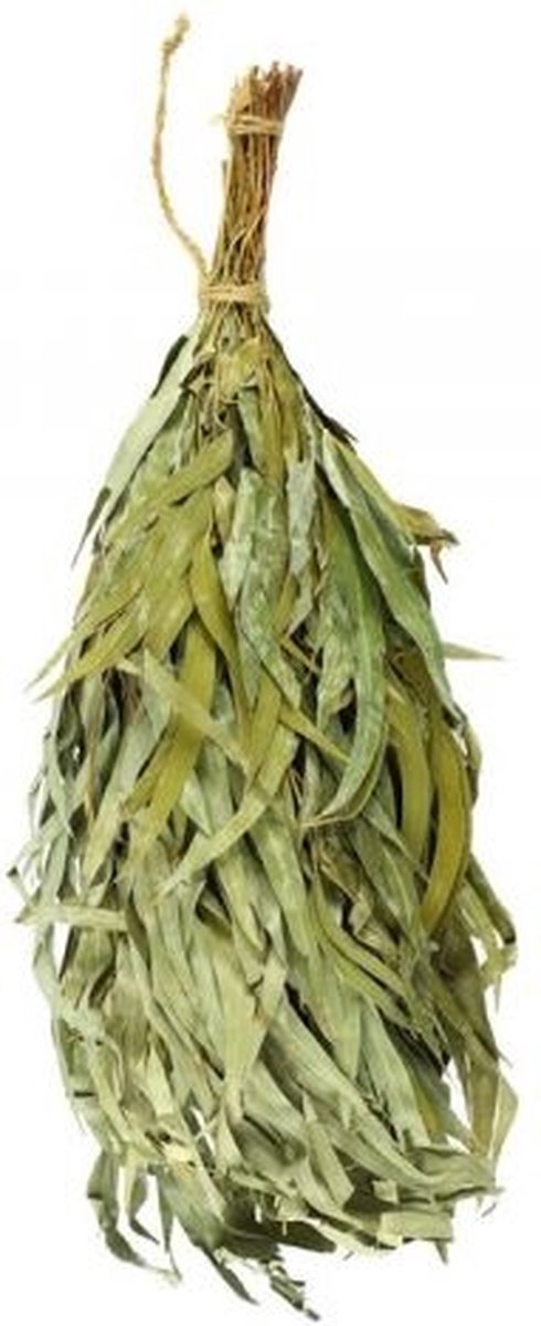 Goedkoopste Rento Eucalyptus takken