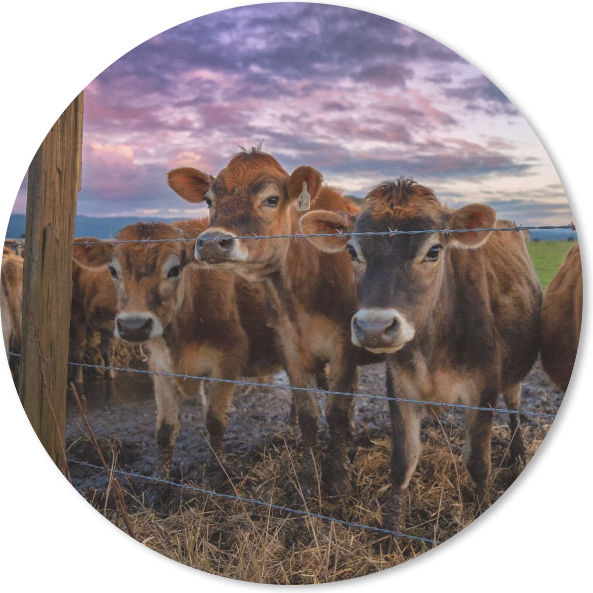 Muismat rond 30x30 cm - Mousepad Koe - Dieren - Koeien - Ronde muismatten
