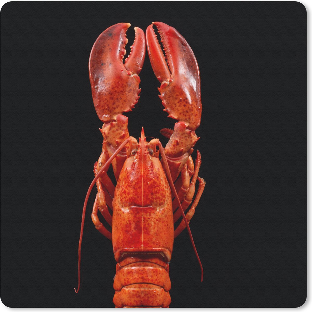Muismat 20x20 cm - Mousepad Kreeft - Rood - Portret - Muismatten