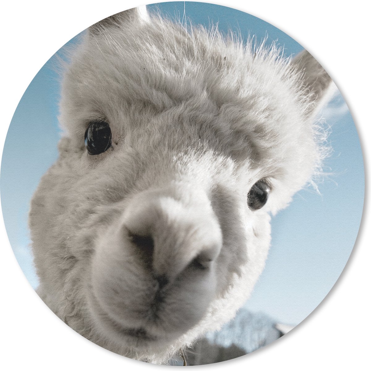 Muismat rond 30x30 cm - Mousepad Alpaca - Wit - Dier - Ronde muismatten