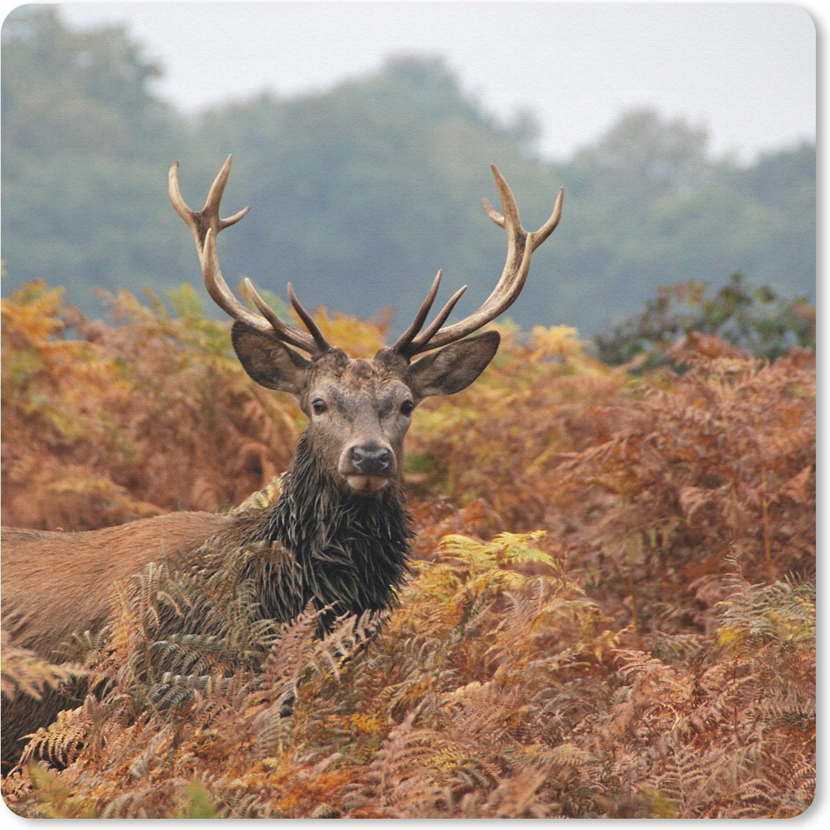 Muismat 30x30 cm - Mousepad Hert - Boom - Herfst - Muismatten