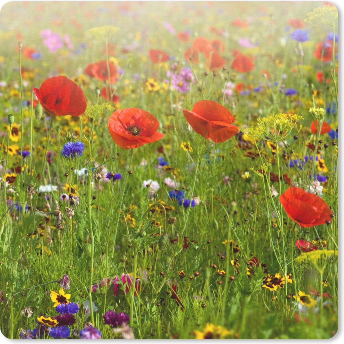 Muismat 30x30 cm - Mousepad Lente - Bloemen - Rood - Klaproos - Gras - Groen - Muismatten