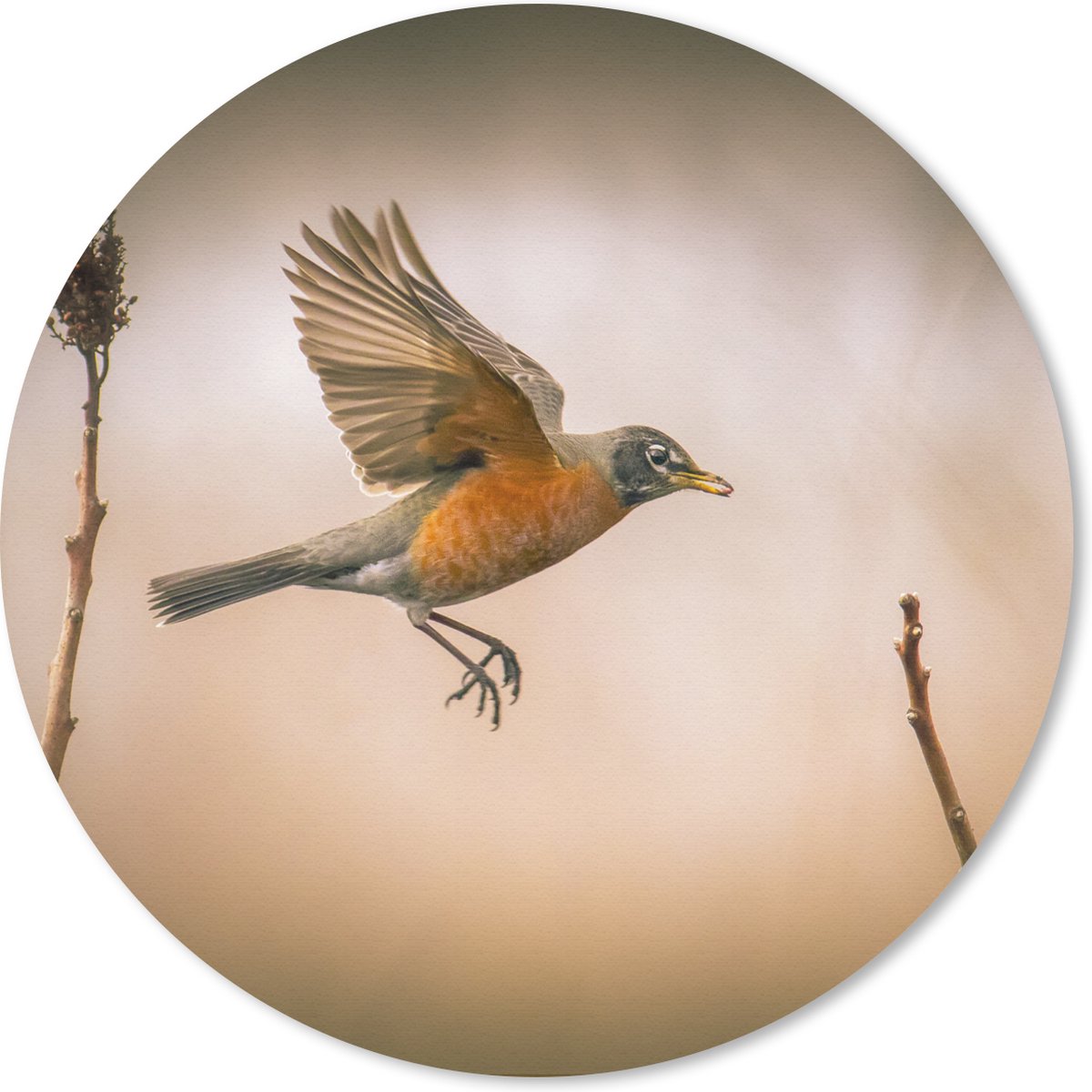 Muismat rond 20x20 cm - Mousepad Roodborstje - Vleugels - Natuur - Ronde muismatten