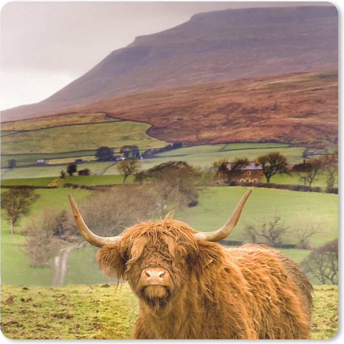 Muismat 30x30 cm - Mousepad Schotse Hooglander - Berg - Herfst - Muismatten
