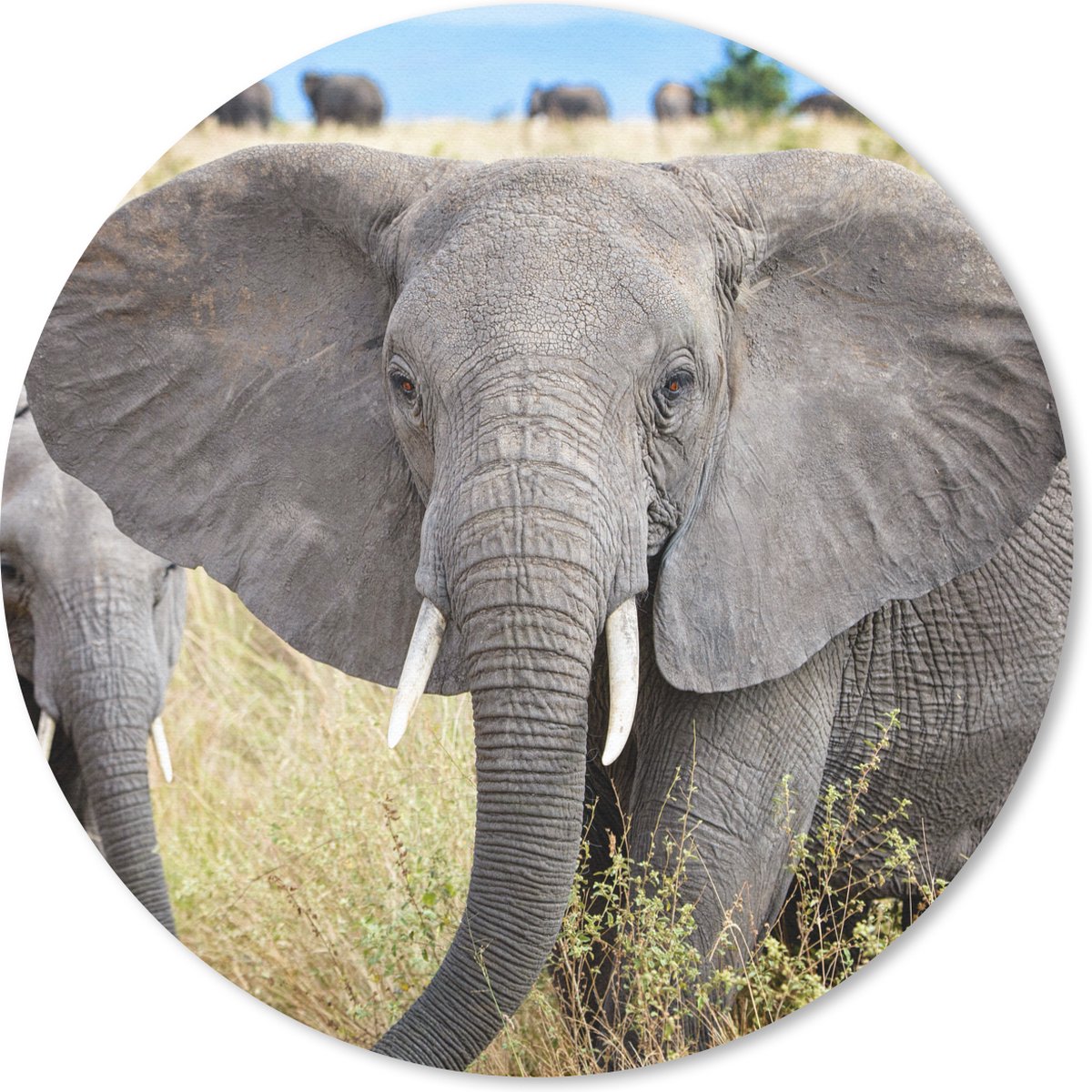 Muismat rond 20x20 cm - Mousepad Olifant - Dieren - Gras - Natuur - Ronde muismatten
