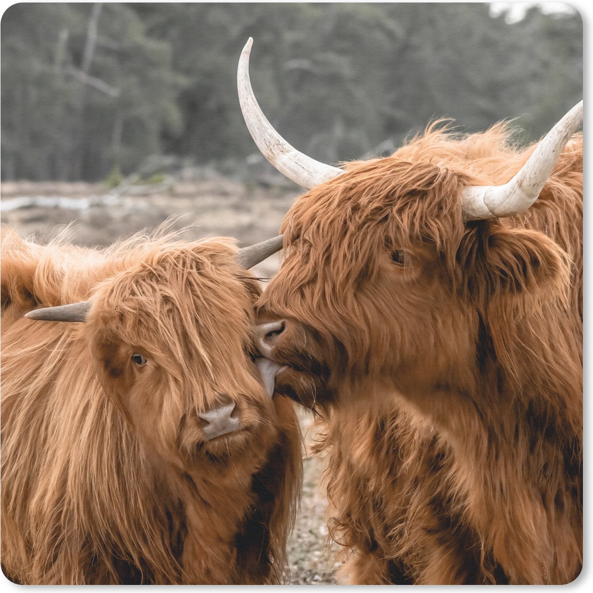 Muismat 30x30 cm - Mousepad Schotse hooglander - Dieren - Bos - Muismatten