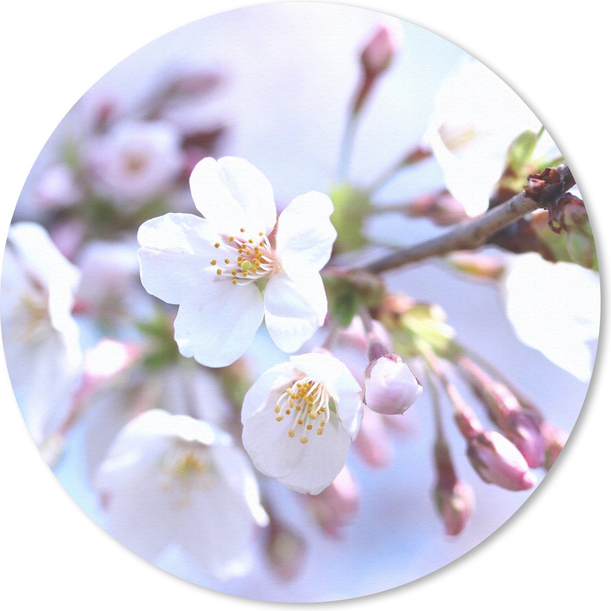 Muismat rond 40x40 cm - Mousepad Bloemen - Sakura - Tak - Bloesem takken - Ronde muismatten