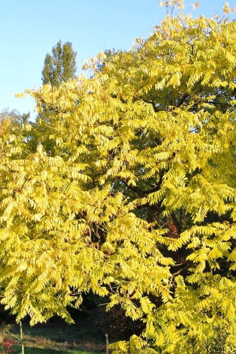 Jonge Chinese Toon boom | Toona sinensis | 150-200cm hoogte