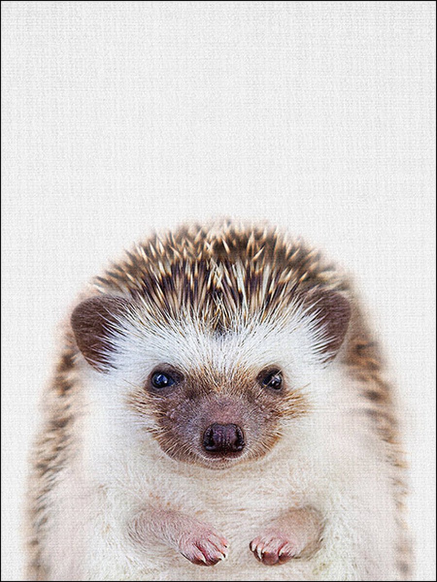 Ychee - Canvas Poster - Baby Kamer - Kinder Kamer - Slaap Kamer - Dieren - Decoratie - Art - Geen fotolijst/frame inbegrepen - 30x40cm - Egel