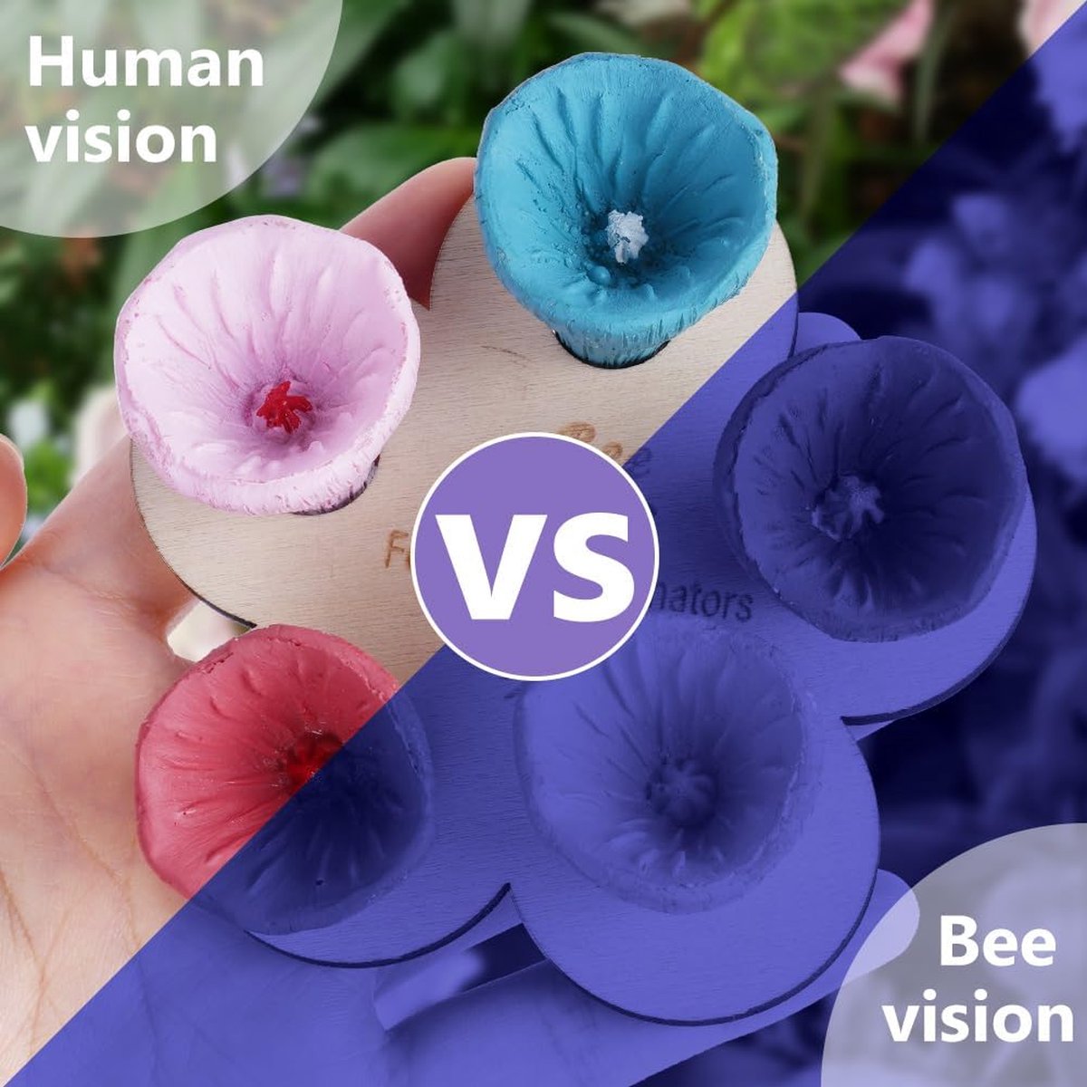 Bijenbekers voor bijen om te drinken - Bijen-insecten Bijenbekers voor bijen om te drinken - Bijen-insecten