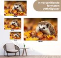 Poster van een egeltje in herfstbladeren, verschillende maten.