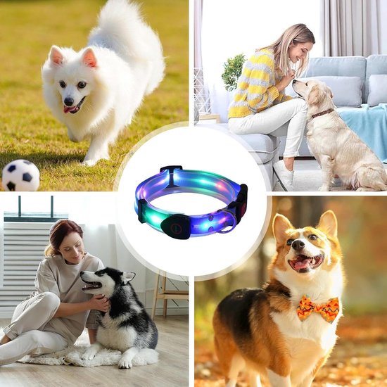 Collage de chiens portant un collier LED lumineux multicolore, y compris des chiens qui courent, s'assoient et se blottissent.