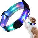 Un chien brun et blanc portant un collier LED lumineux multicolore, regardant le collier.