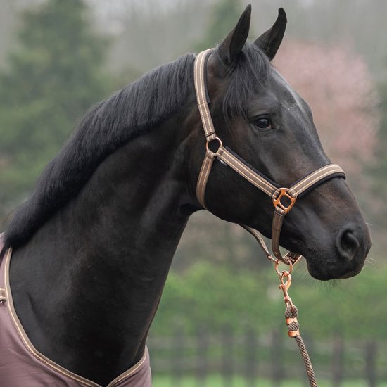 Zwart paard met een bruin-goud gestreept halster en een bruine deken.