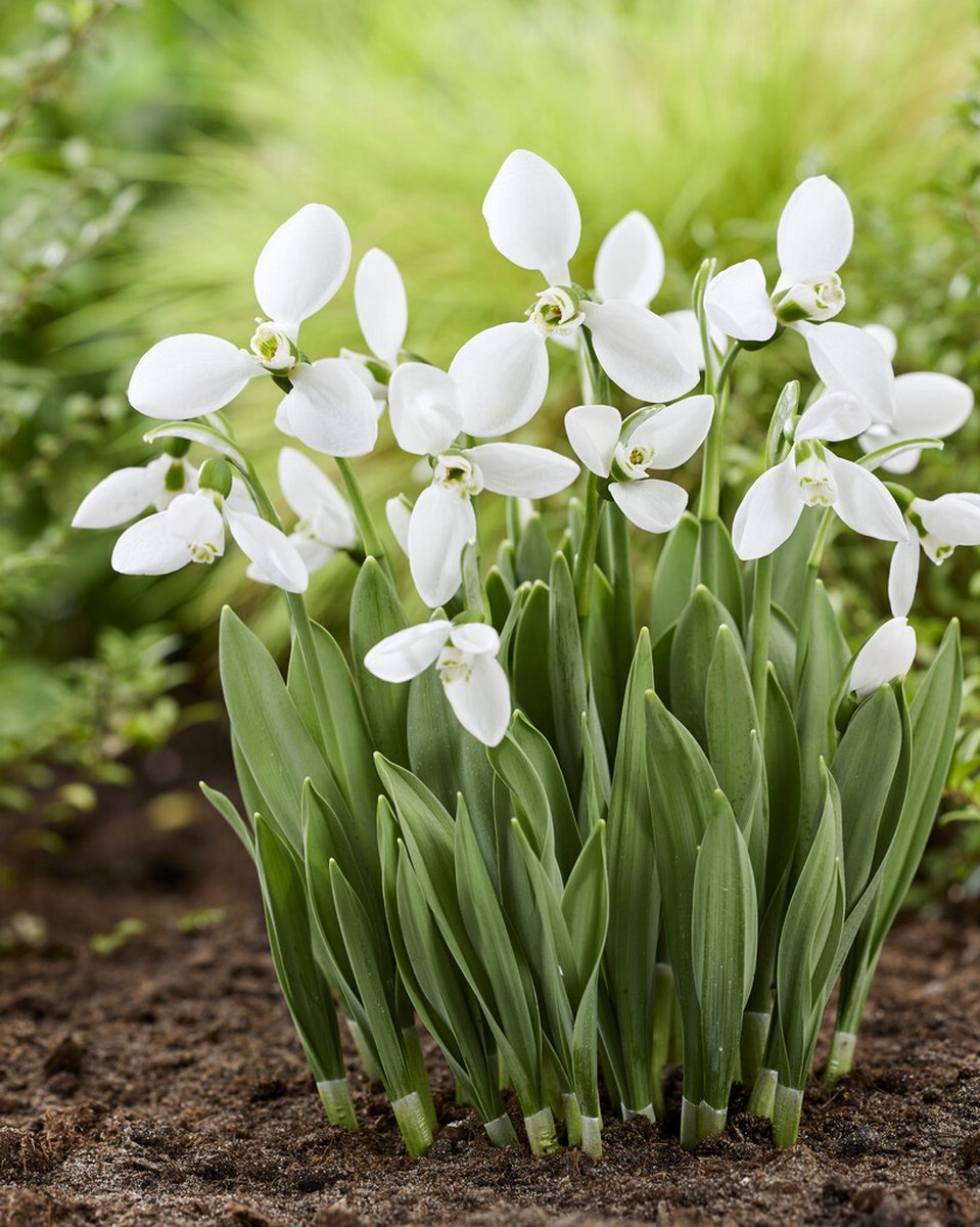 Galanthus Elwesii Polar Bear | 5 stuks | Sneeuwklokje
