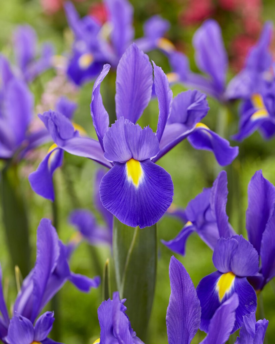 Iris Hollandica Valentine | 10 stuks | Hollandse Iris
