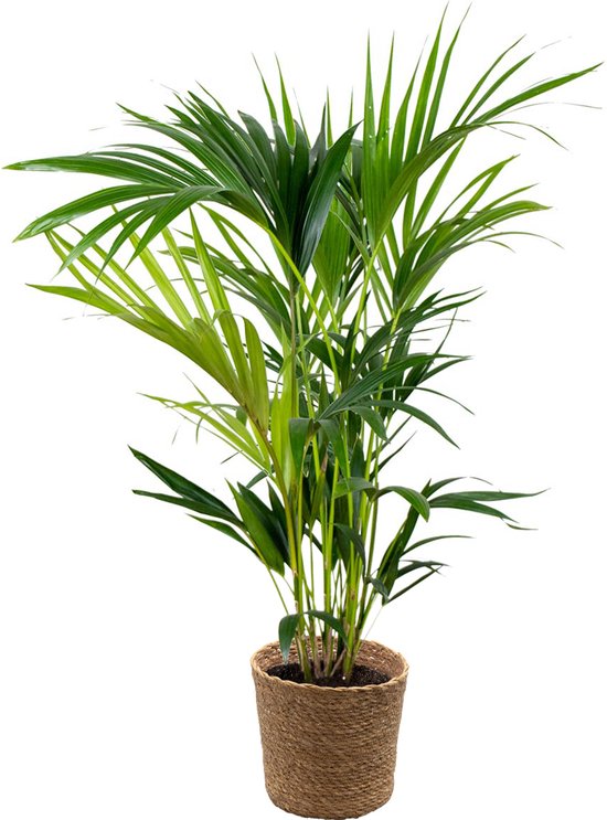 Bloomique - Howea Forsteriana - Kentia Palm - Kamerplanten - Luchtzuiverend - Diervriendelijk - Hoogte 80-100 cm - Zeegras Mand 19 cm